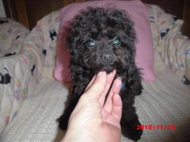 トイプードルトイサイズ