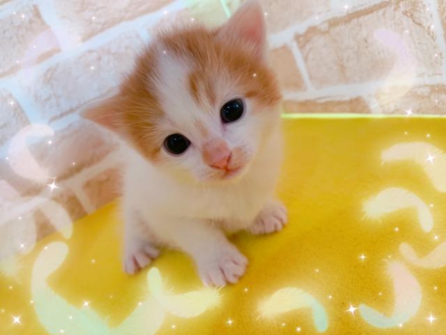 スコティッシュフォールド