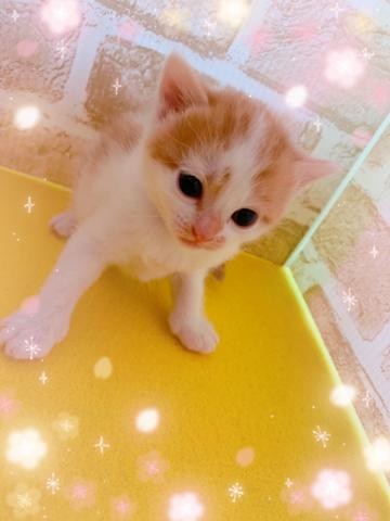 スコティッシュフォールド