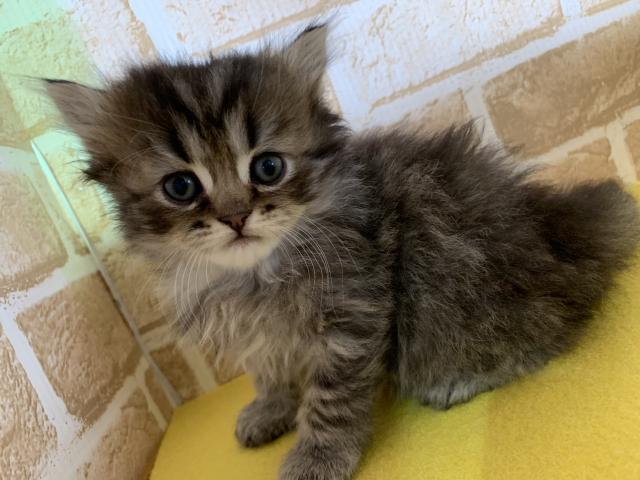 スコティッシュフォールド