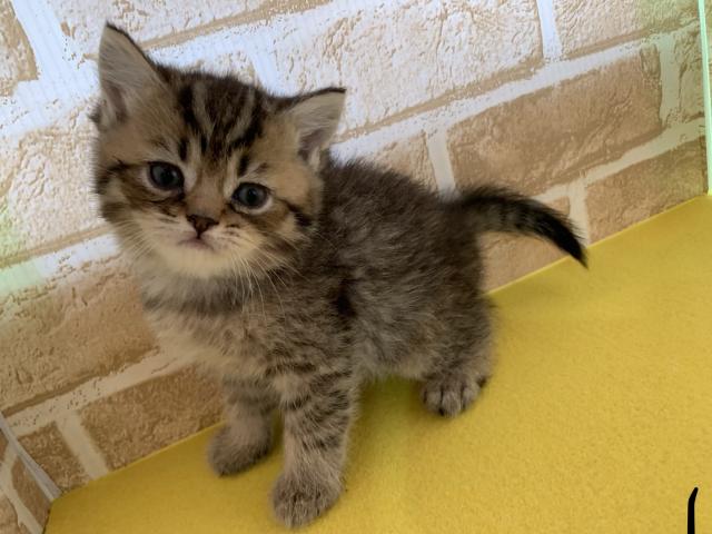 スコティッシュフォールド