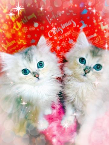 MIX(雑種)ママはチャンピオン☺︎︎