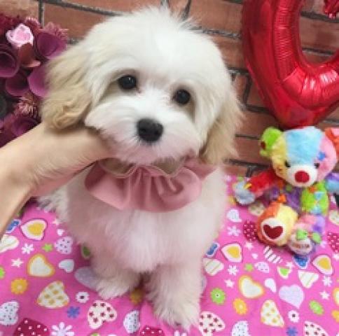 50 素晴らしいマルプー 成犬 可愛い 最高の動物画像