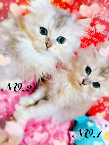 MIX(雑種)ママはチャンピオン☺︎︎