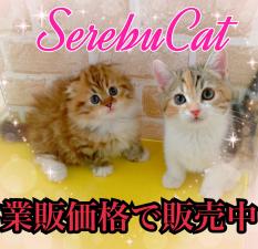 セレブキャット