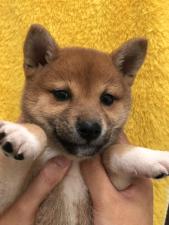 柴犬