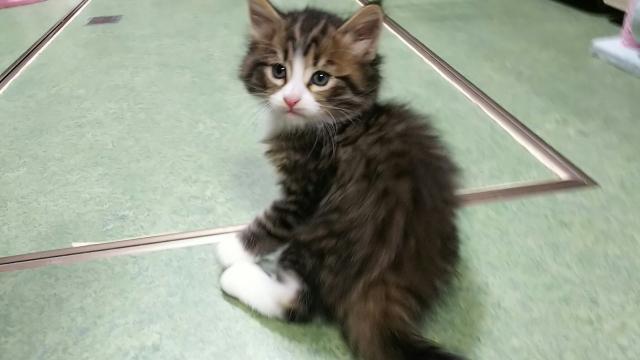 ノルウェージャンフォレストキャット