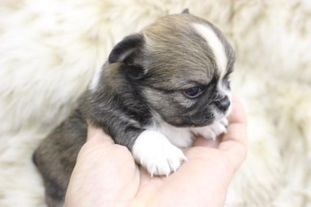 チワワ（ロングコート）