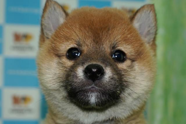 柴犬(18494)