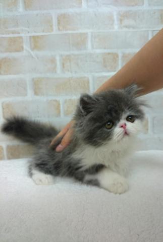 エキゾチックロングヘアー