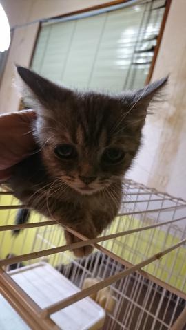 スコティッシュフォールド