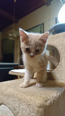 スコティッシュフォールド