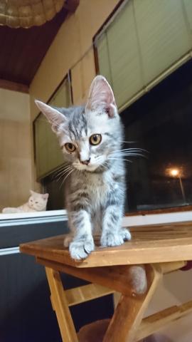 スコティッシュフォールド