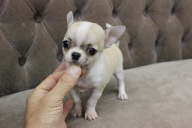 チワワ（スムースコート）