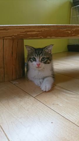 スコティッシュフォールド