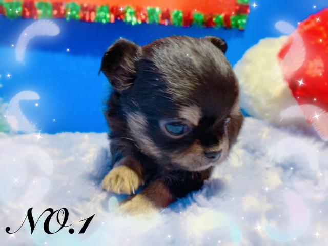 チワワ（ロングコート）