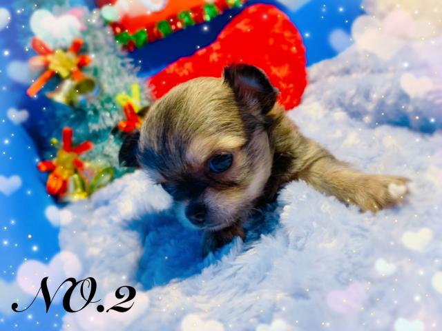 チワワ（ロングコート）