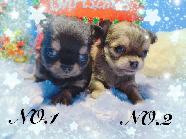 チワワ（ロングコート）