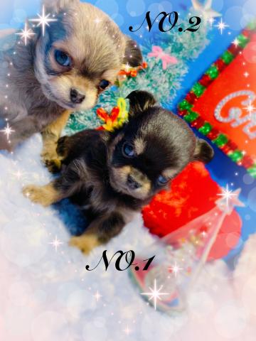 チワワ(ロングコート)