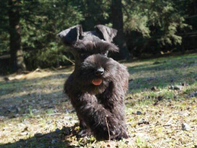 ミニチュアシュナウザー