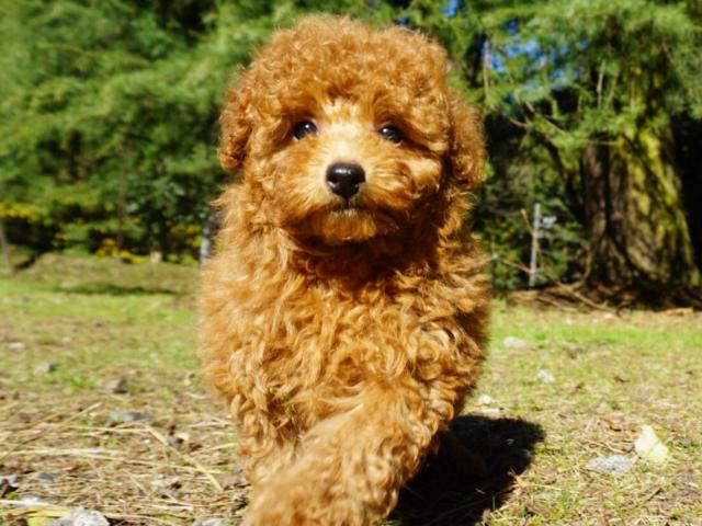 トイプードル