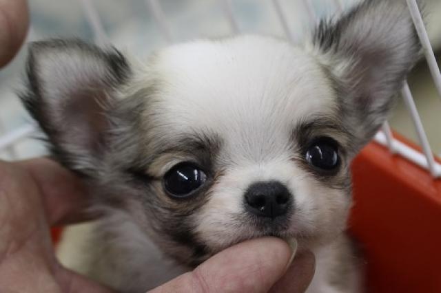 チワワ（ロングコート）