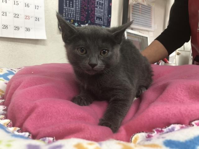 ロシアンブルー