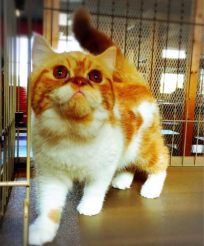 エキゾチックショートヘアー