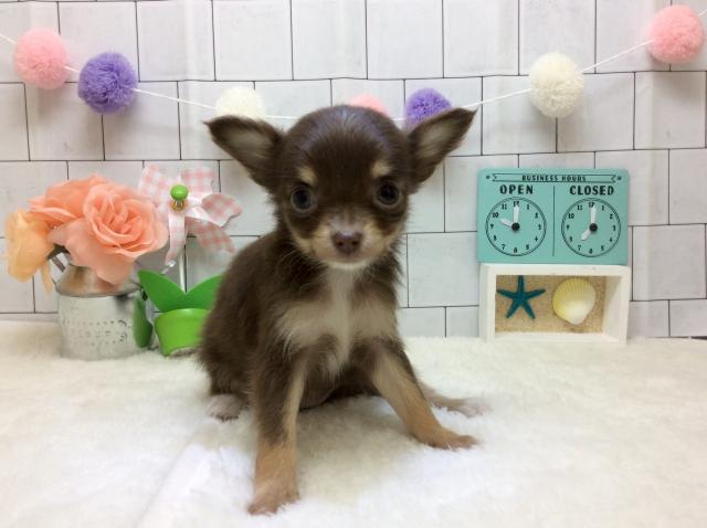 チワワ（ロングコート）