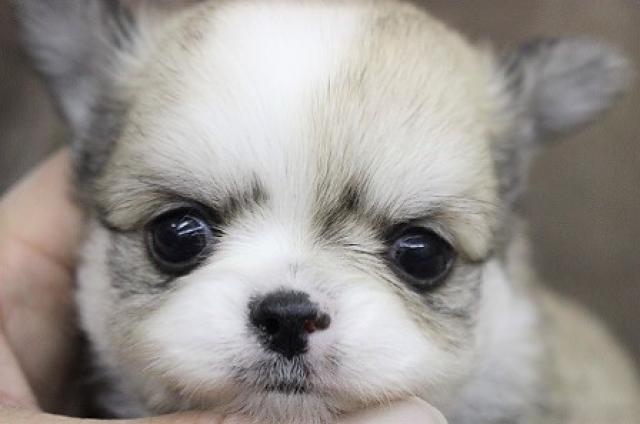 チワワ(ロングコート)