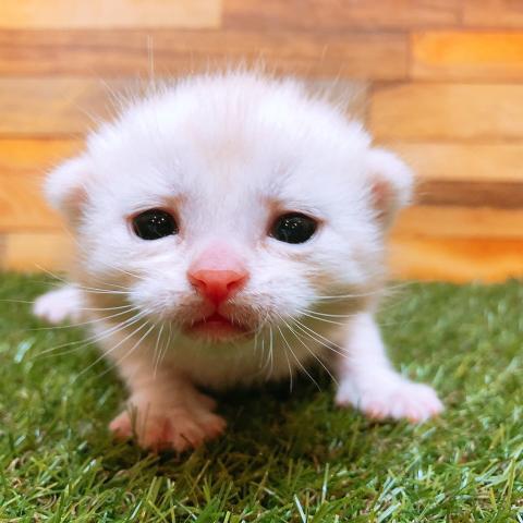 スコティッシュフォールド