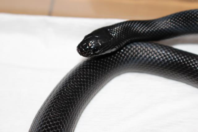 メキシカンブラックキングスネーク