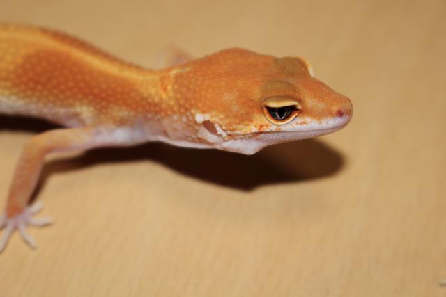 ヒョウモントカゲモドキ マンダリンクロス