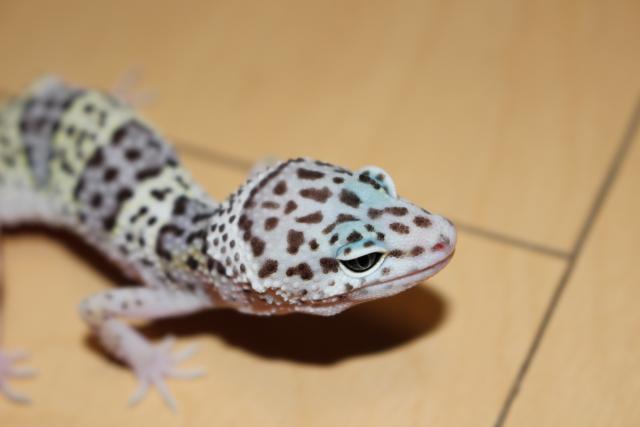 ヒョウモントカゲモドキ マックスノークロスブラックナイト