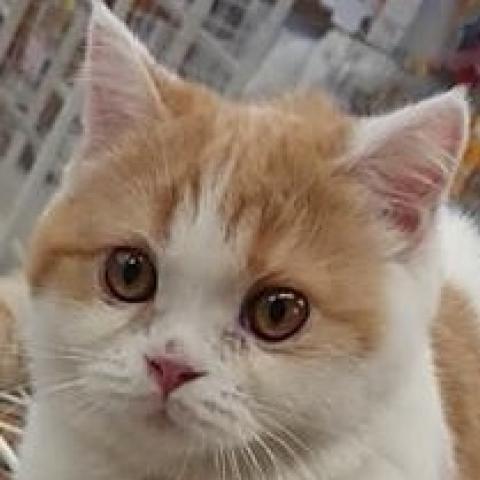 スコティッシュフォールド