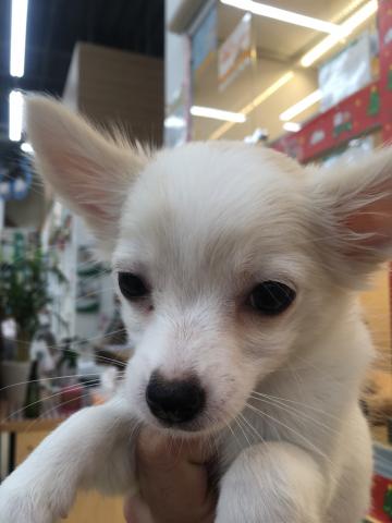 チワワ（ロングコート）