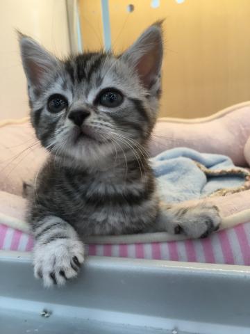 アメリカンショートヘアー