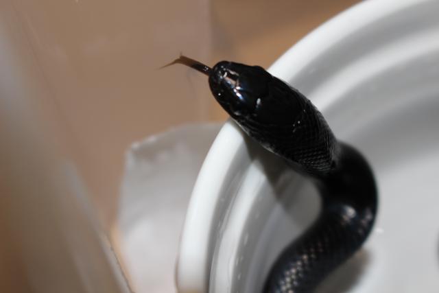 メキシカンブラックキングスネーク