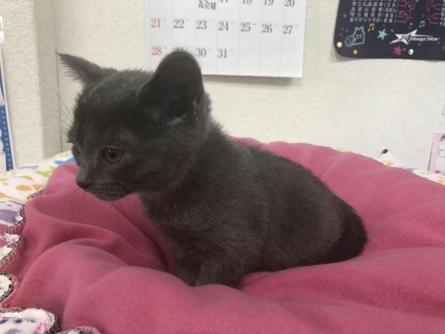 ロシアンブルー