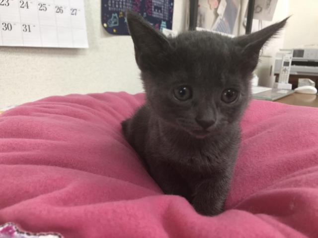 ロシアンブルー