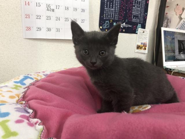 ロシアンブルー