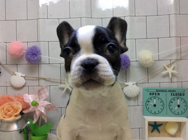 フレンチブルドッグ