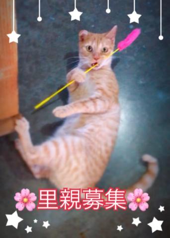 アメリカンショートヘアー☆里親募集☆