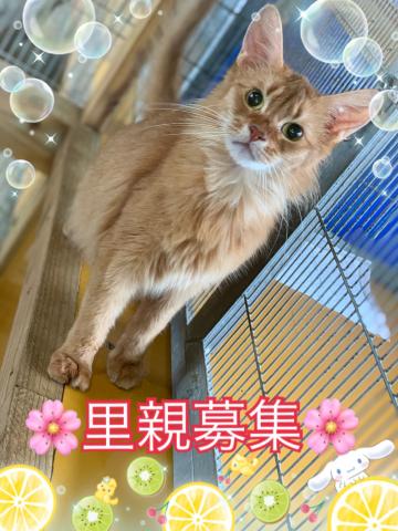 ソマリ☆里親募集☆