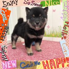 柴犬