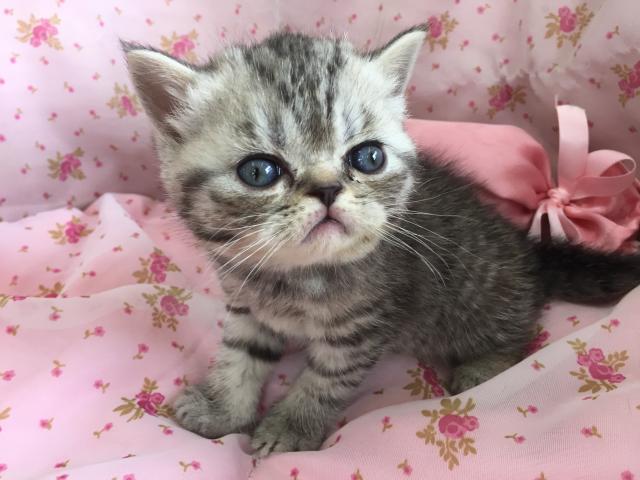 エキゾチックショートヘアー