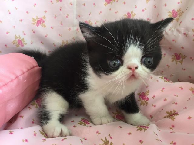 エキゾチックショートヘアー