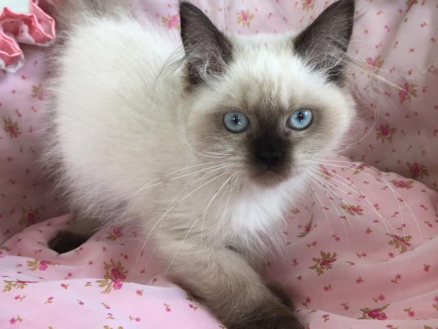 ペルシャ・ヒマラヤン