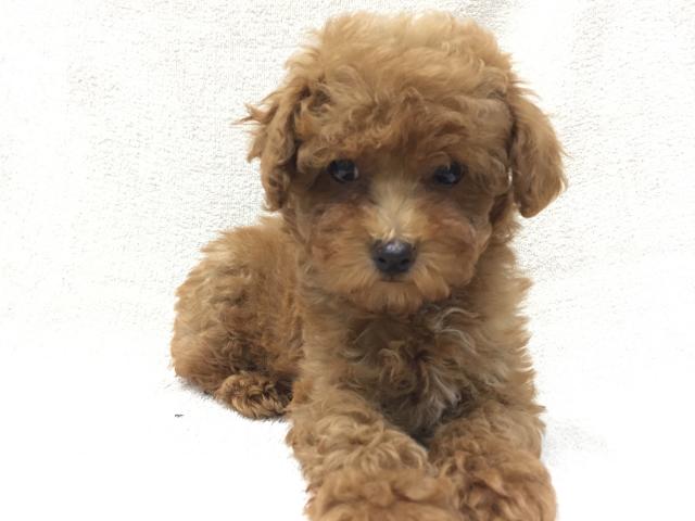 トイプードル