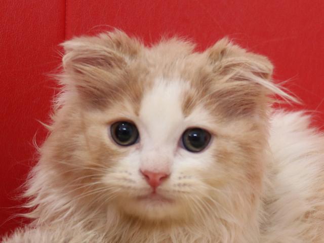 スコティッシュフォールド